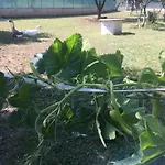Oca Carolina Panzió 3*