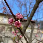 Oca Carolina 3* Buttigliera Alta