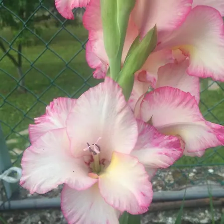 Oca Carolina Bed & Breakfast