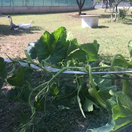 Oca Carolina Bed & Breakfast 3*