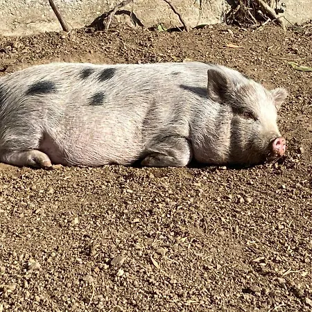 Oca Carolina Oda ve Kahvaltı