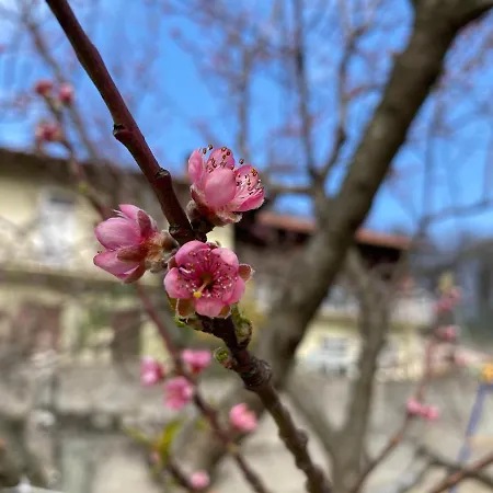 Oca Carolina * Buttigliera Alta