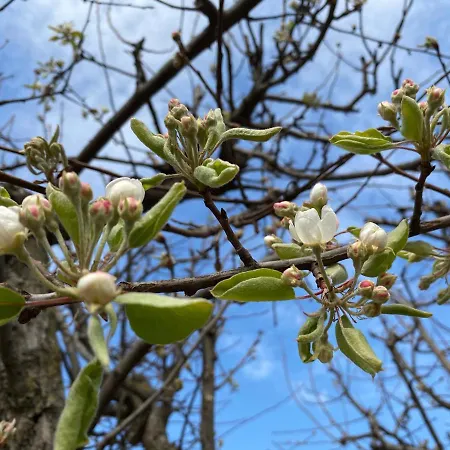 Oca Carolina 3* Buttigliera Alta