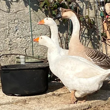 Oda ve Kahvaltı Oca Carolina *