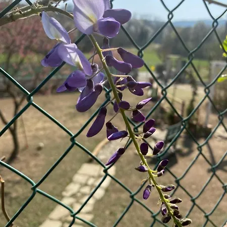 Oda ve Kahvaltı Oca Carolina Buttigliera Alta