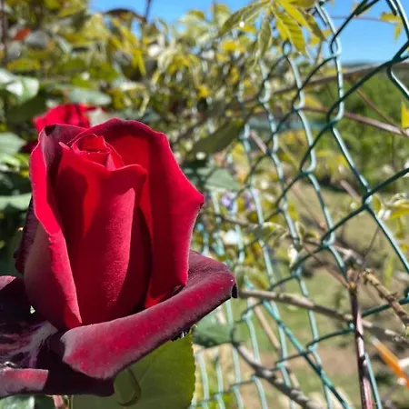 Oca Carolina Nocleg ze śniadaniem 3*