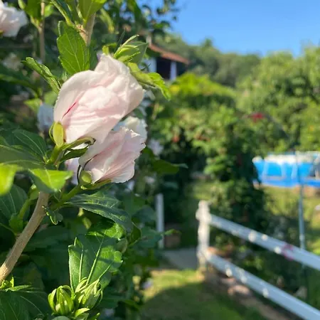 Oda ve Kahvaltı Oca Carolina