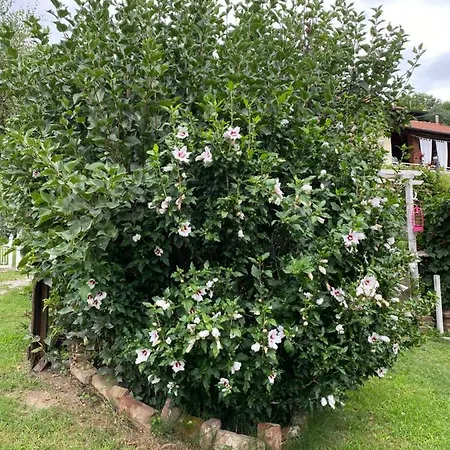 Oca Carolina * Buttigliera Alta