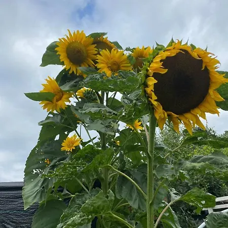 Oca Carolina Bed & Breakfast Buttigliera Alta