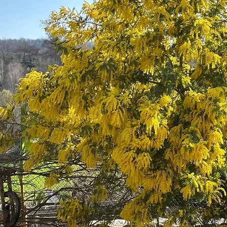 Couette-café Oca Carolina