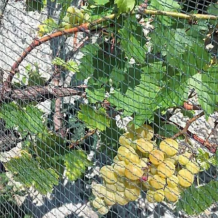 Oca Carolina Buttigliera Alta