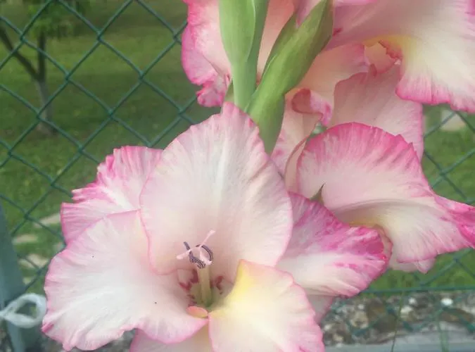 Oca Carolina Bed & Breakfast