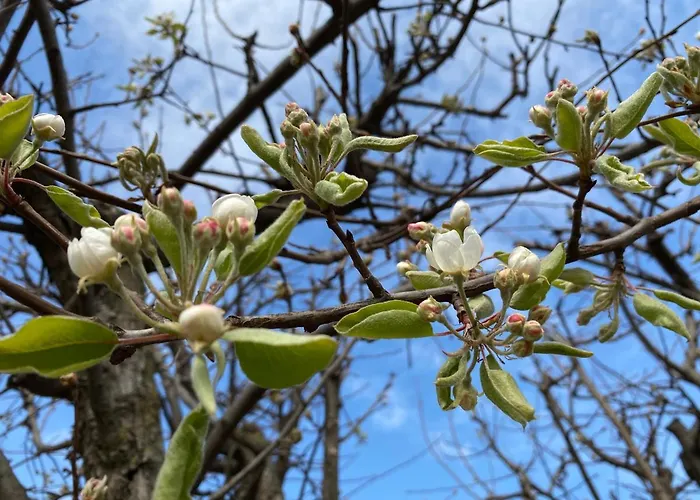 Oca Carolina 3* Buttigliera Alta