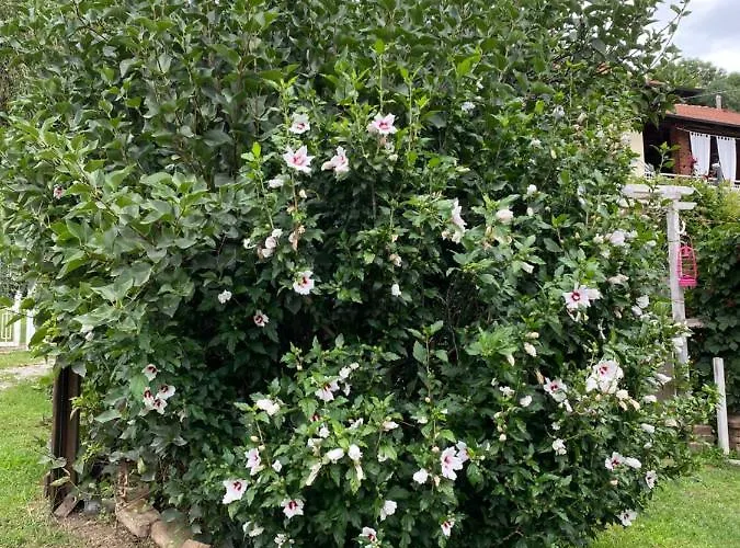 Oca Carolina 3* Buttigliera Alta